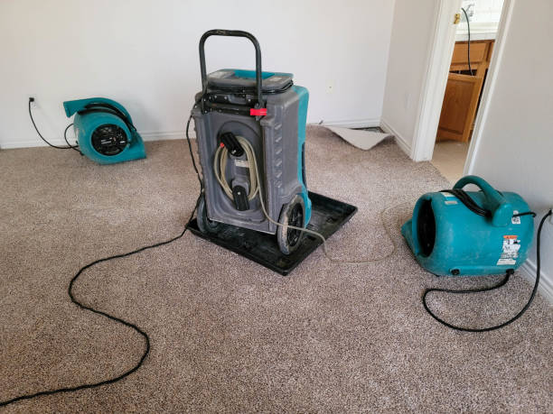 Best Mold removal after water damage  in Fernley, NV